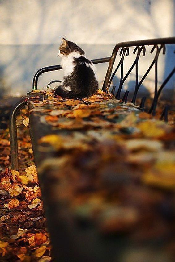 Prelude to autumn.... #36482352