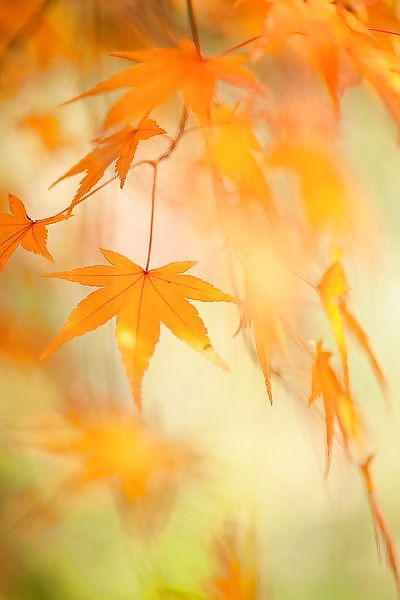 Prelude to autumn.... #36482355