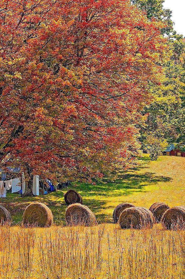 Prelude to autumn.... #36482359