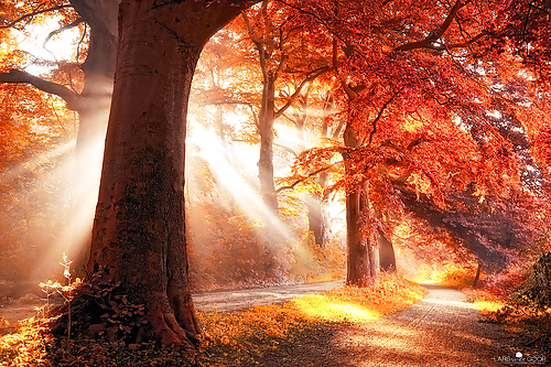 Prelude to autumn.... #36482379