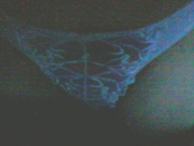 ¡En foret !
 #36612139