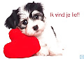 Lief #23407842