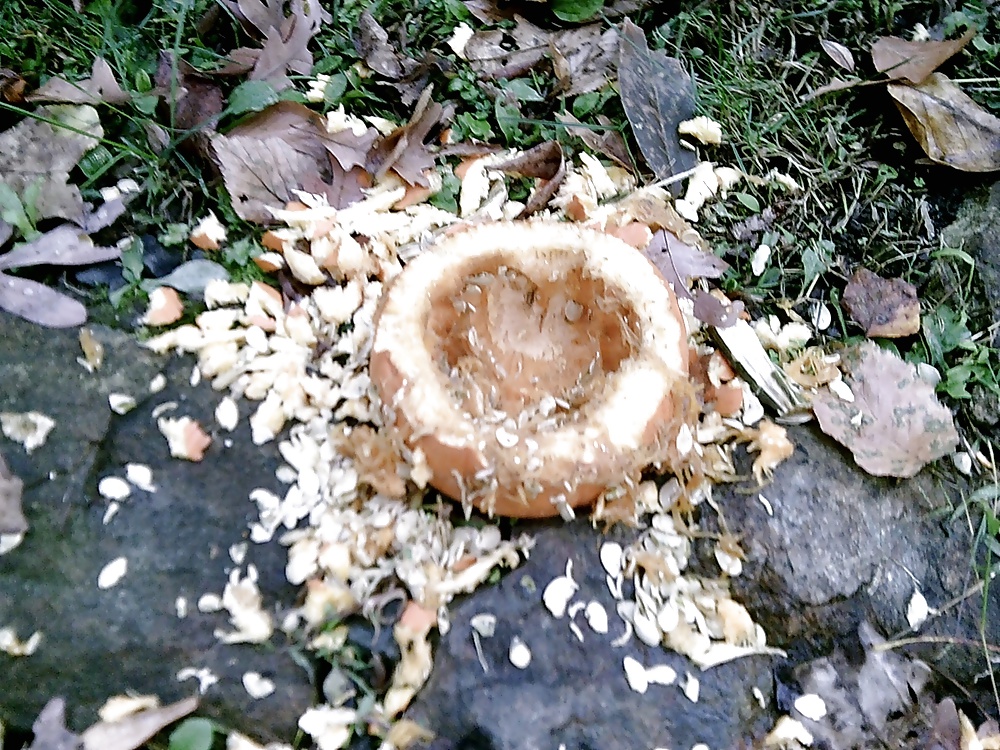 Dieser Gebrochene Mich In Den Park Bis Heute #32248769