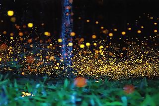 Fireflies  (In Memory of Robert Ashley) #33939318