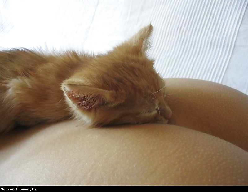 プチ・チャット
 #32092535