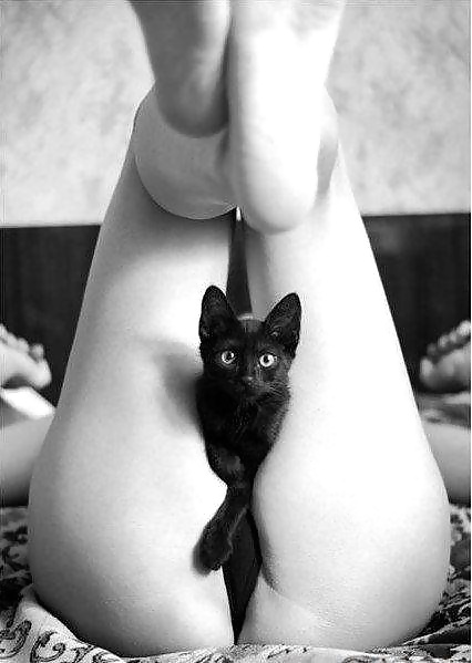 Petits chats
 #32092538