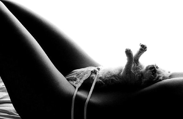 Petits chats #32092540