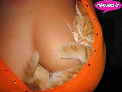 Petits chats
 #32092541