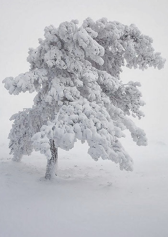 Winter Tränen .... #40625735