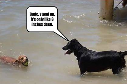 Have a chuckle 4 #35245364