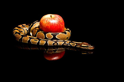 Las serpientes aman...
 #34004502