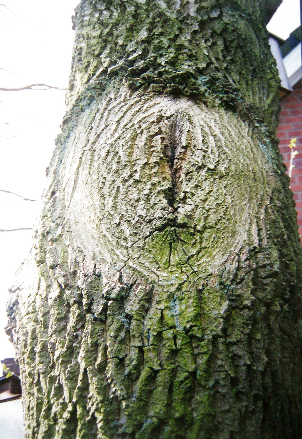 木の上の何か
 #37372454