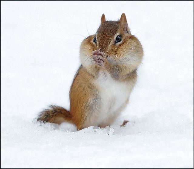 Divertido
 #33624511