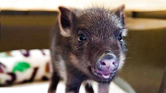 Divertido
 #33624528