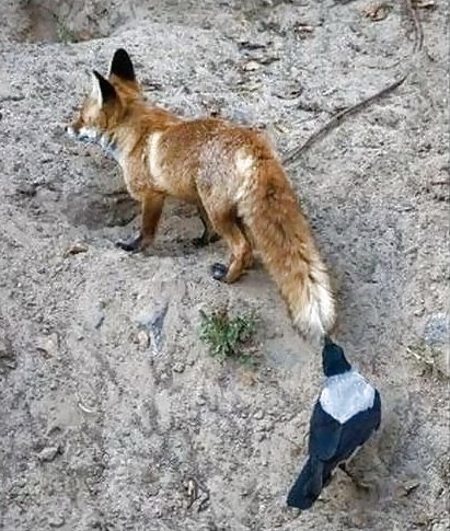 Divertido
 #33624548