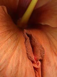 Erotic flowers(labia&cock) #24788941