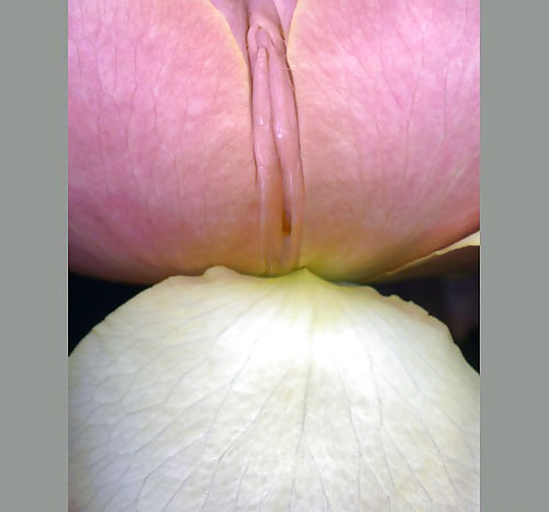 Erotic flowers(labia&cock) #24788946