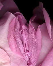 Erotic flowers(labia&cock) #24788968