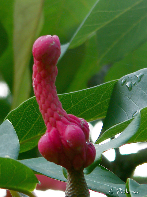 Erotic flowers(labia&cock) #24789029