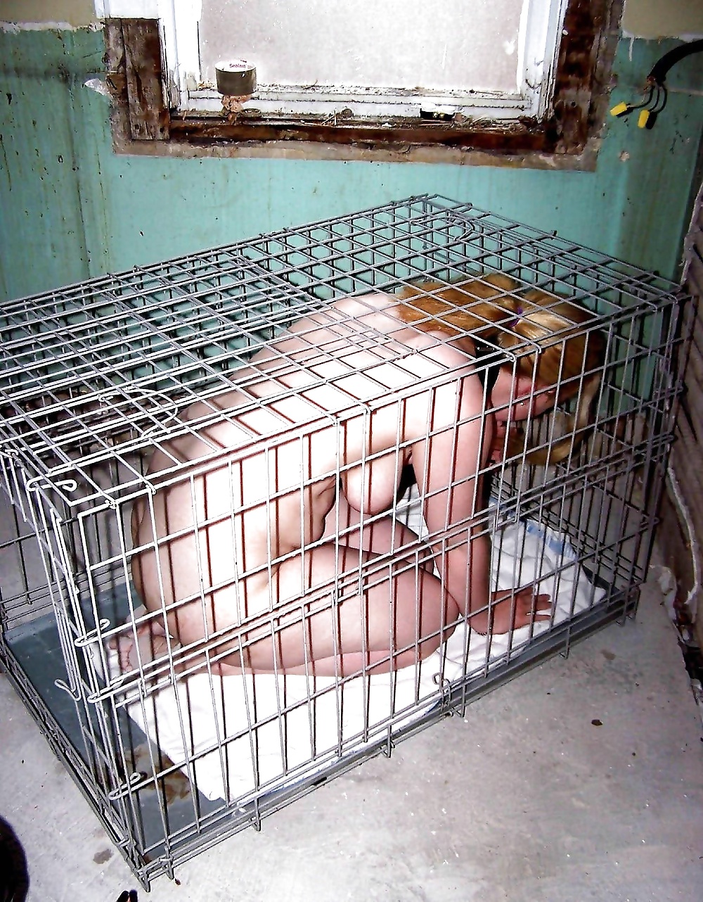 Los cachorros necesitan un nuevo hogar
 #31274008