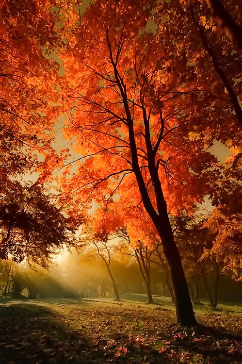 ゴールドシーズン....
 #31855689