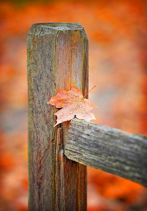 ゴールドシーズン....
 #31855693