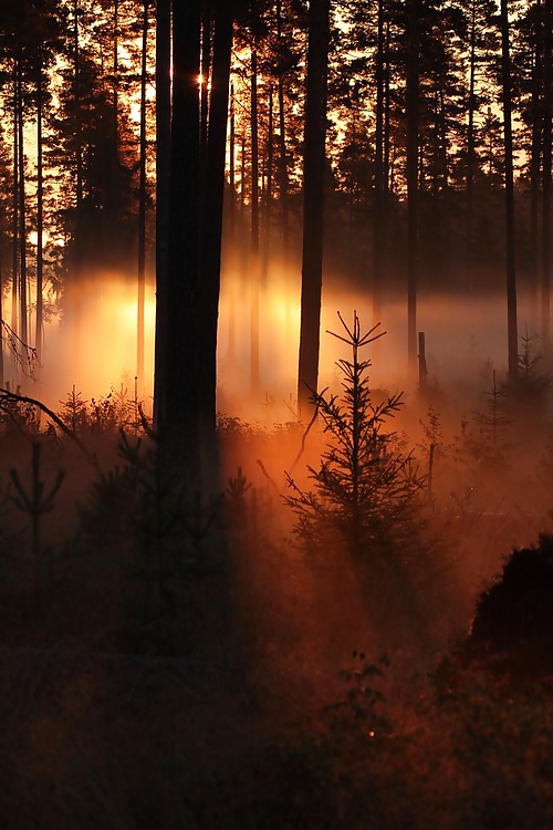 ゴールドシーズン....
 #31855694