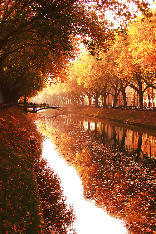 ゴールドシーズン....
 #31855697