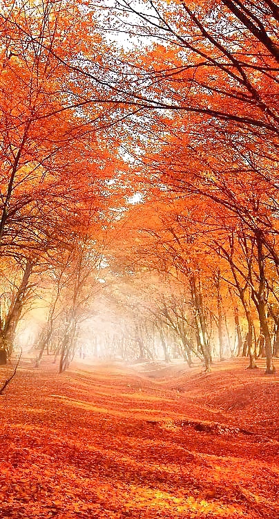 Gold season.... #31855699