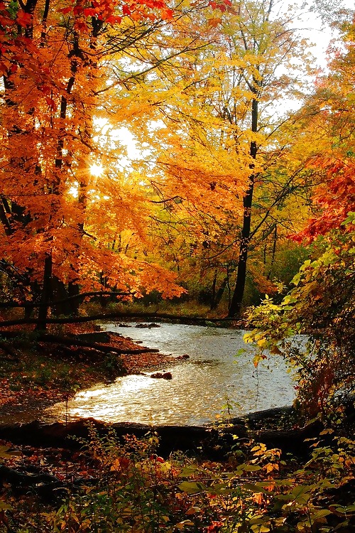 ゴールドシーズン....
 #31855701