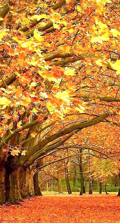 Gold season.... #31855702