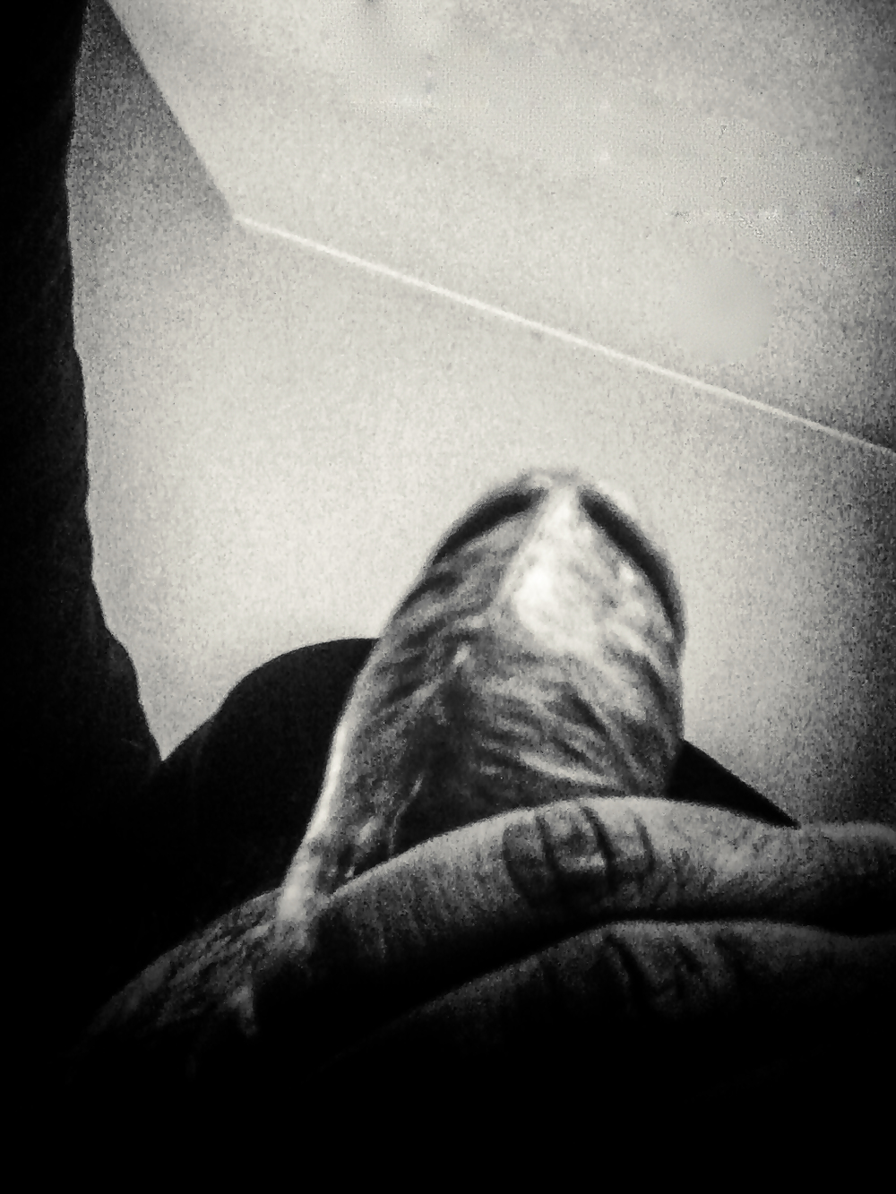 Coño soñando
 #25035128