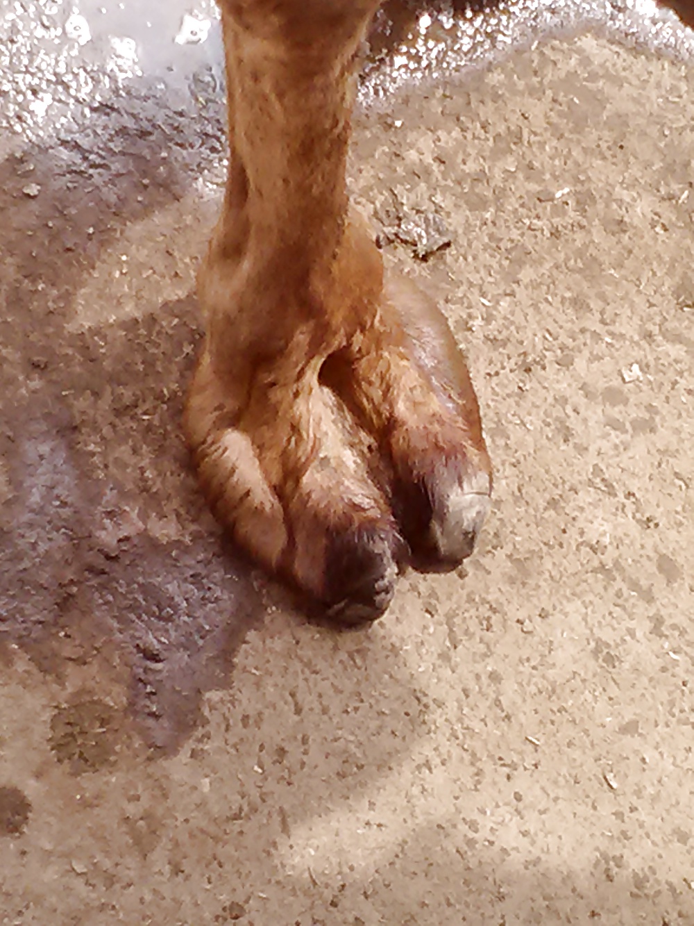Camel toe #27781382
