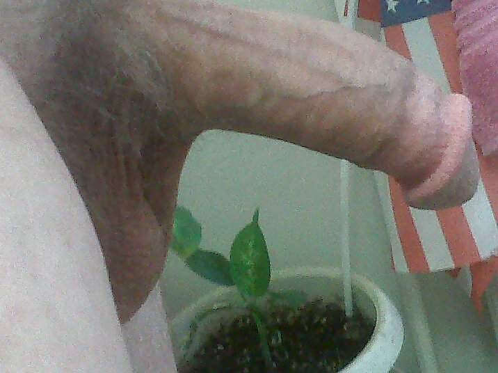 More of my cock for BBWs and SSBBWs #35850614