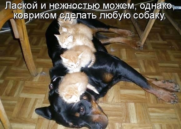 ロシアンジョーク
 #40221555