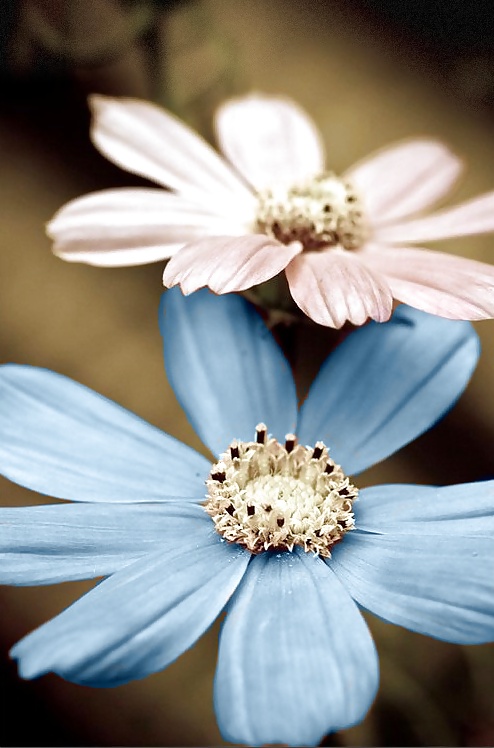 Heiße Frauen Und Blumen #33373449