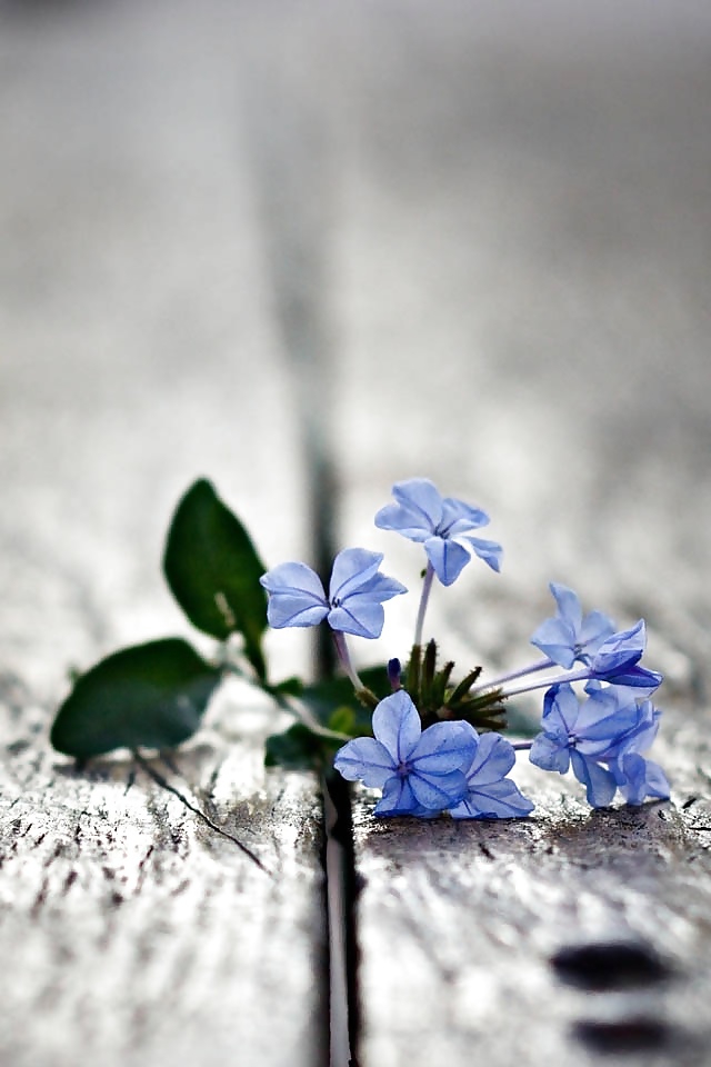 Heiße Frauen Und Blumen #33373775