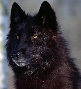 Wolf Avatars #23433940