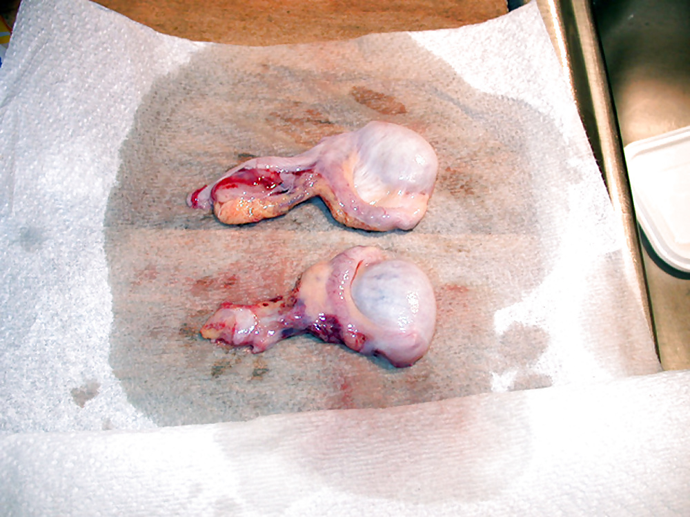 Castrated trannies. Castration, orchectomy. #31285281