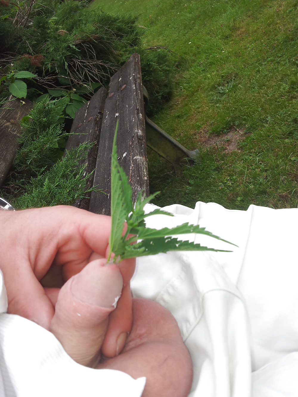 ぽっちゃりシュワンツデ子 
 #32724999