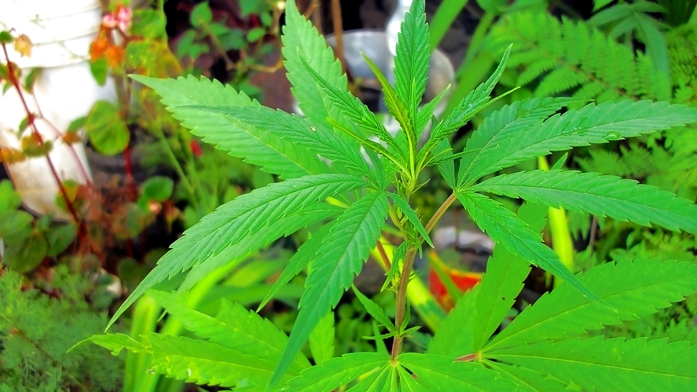 ¡Uruguay libre!
 #23531524