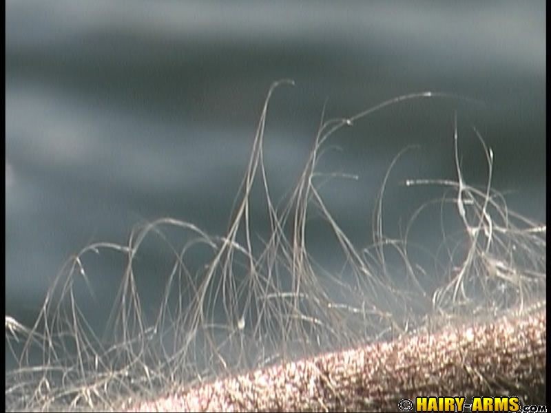 Mira su pelo de los brazos centímetros brillando en la luz del sol
 #67386738