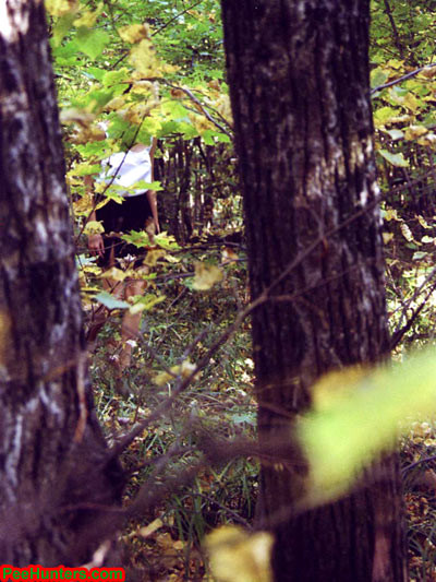 Espionner une jeune qui fait pipi dans la forêt
 #78616450