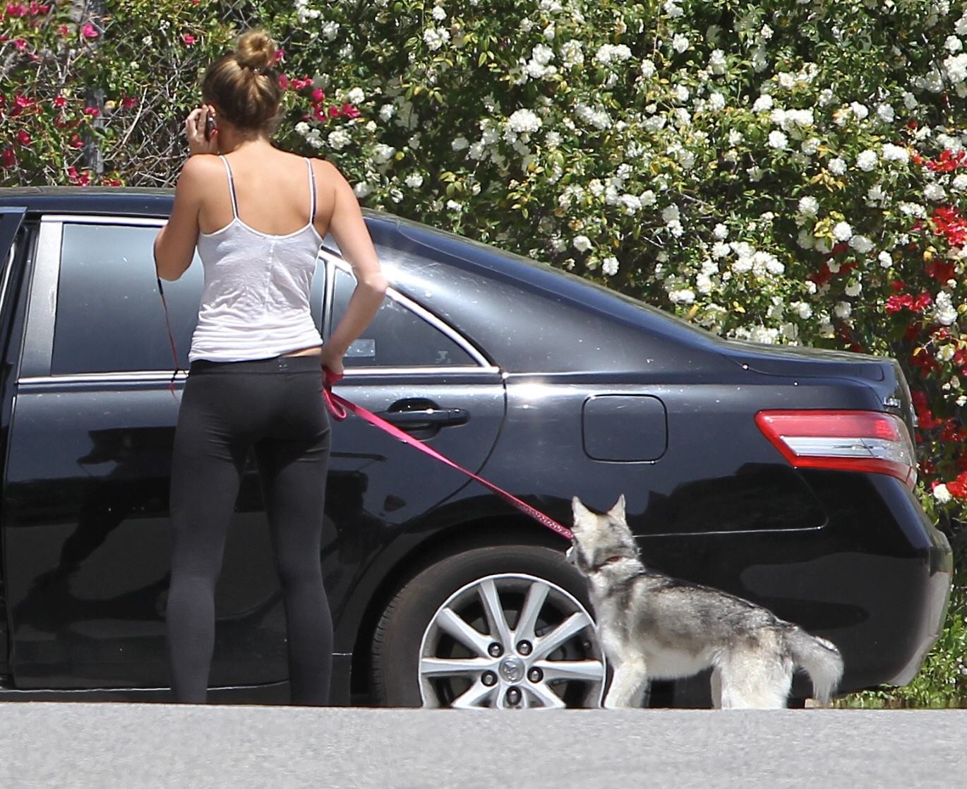 Miley Cyrus en train de courir avec son chien à Toluca Lake.
 #75267642