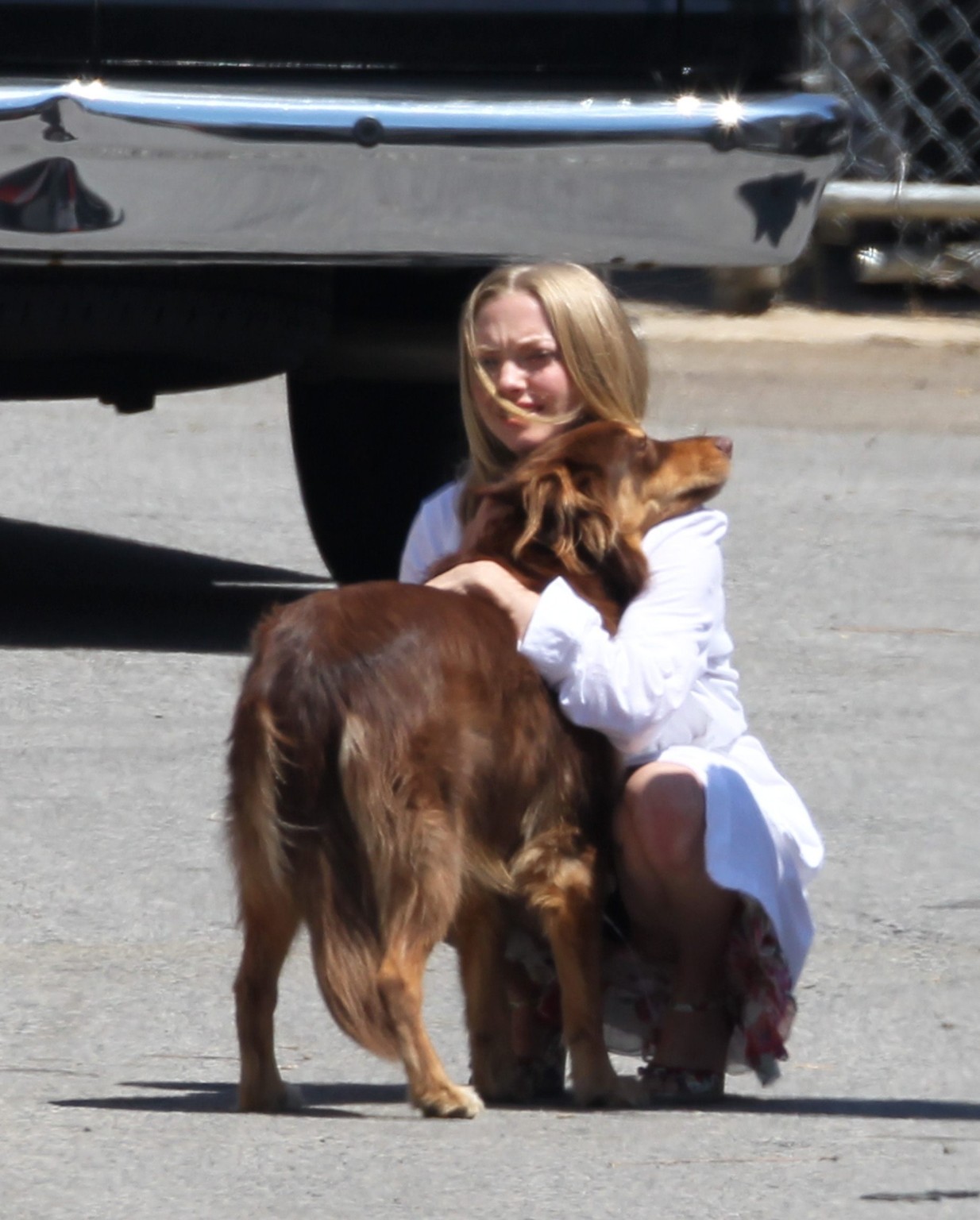 Amanda seyfried baisée par son chien sur le plateau de 'The Wedding'. #75294151