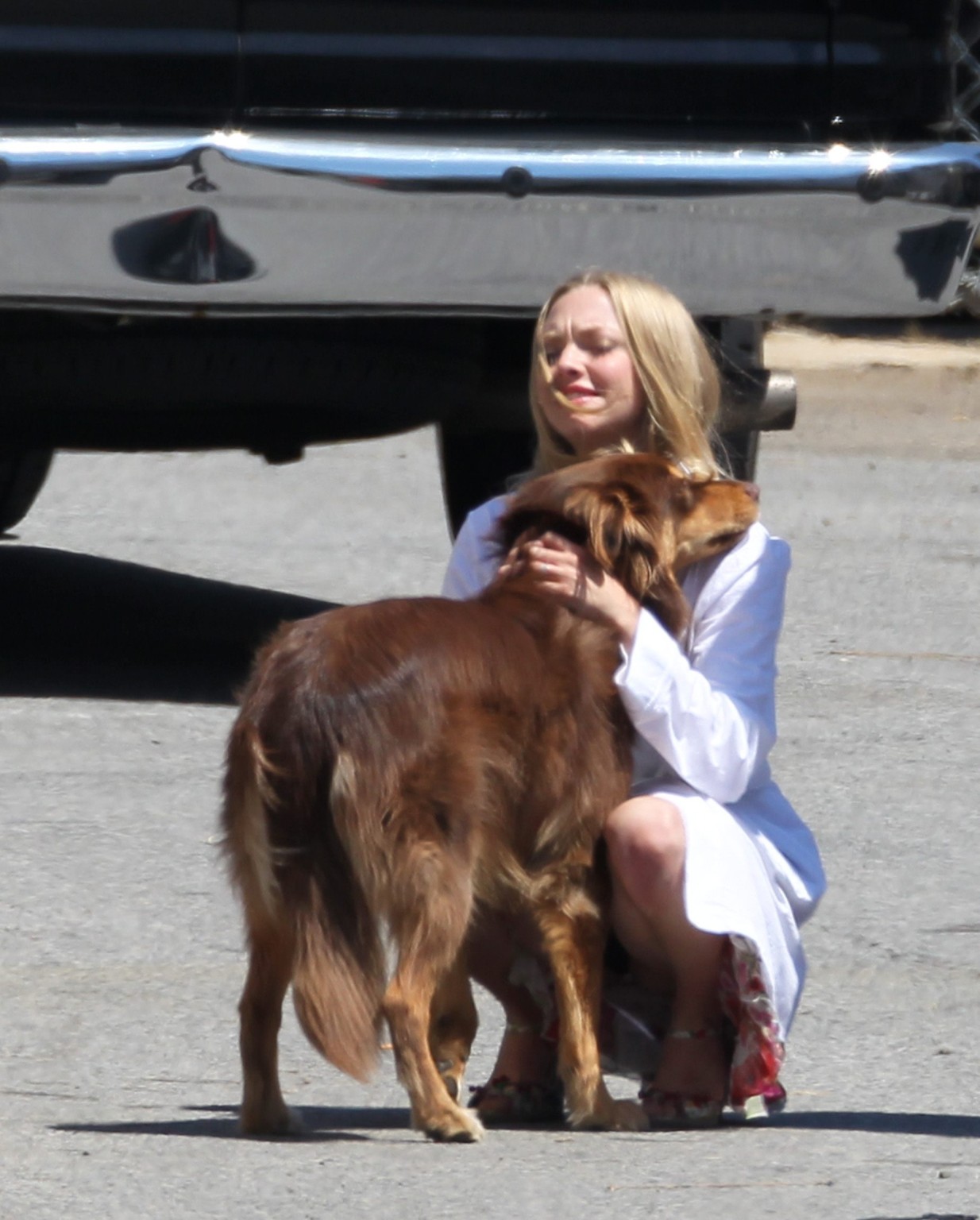 Amanda seyfried baisée par son chien sur le plateau de 'The Wedding'. #75294157