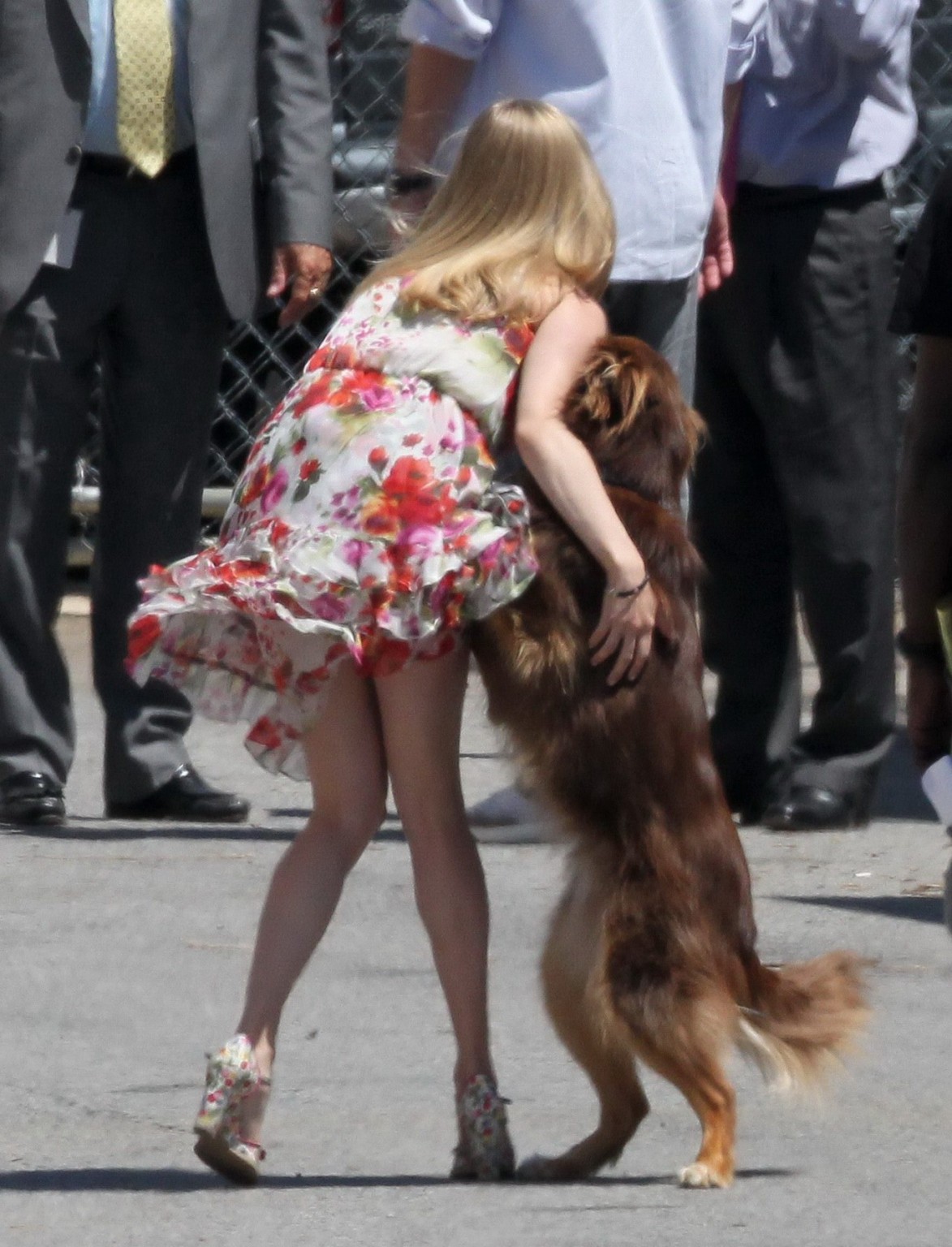Amanda seyfried baisée par son chien sur le plateau de 'The Wedding'. #75294172