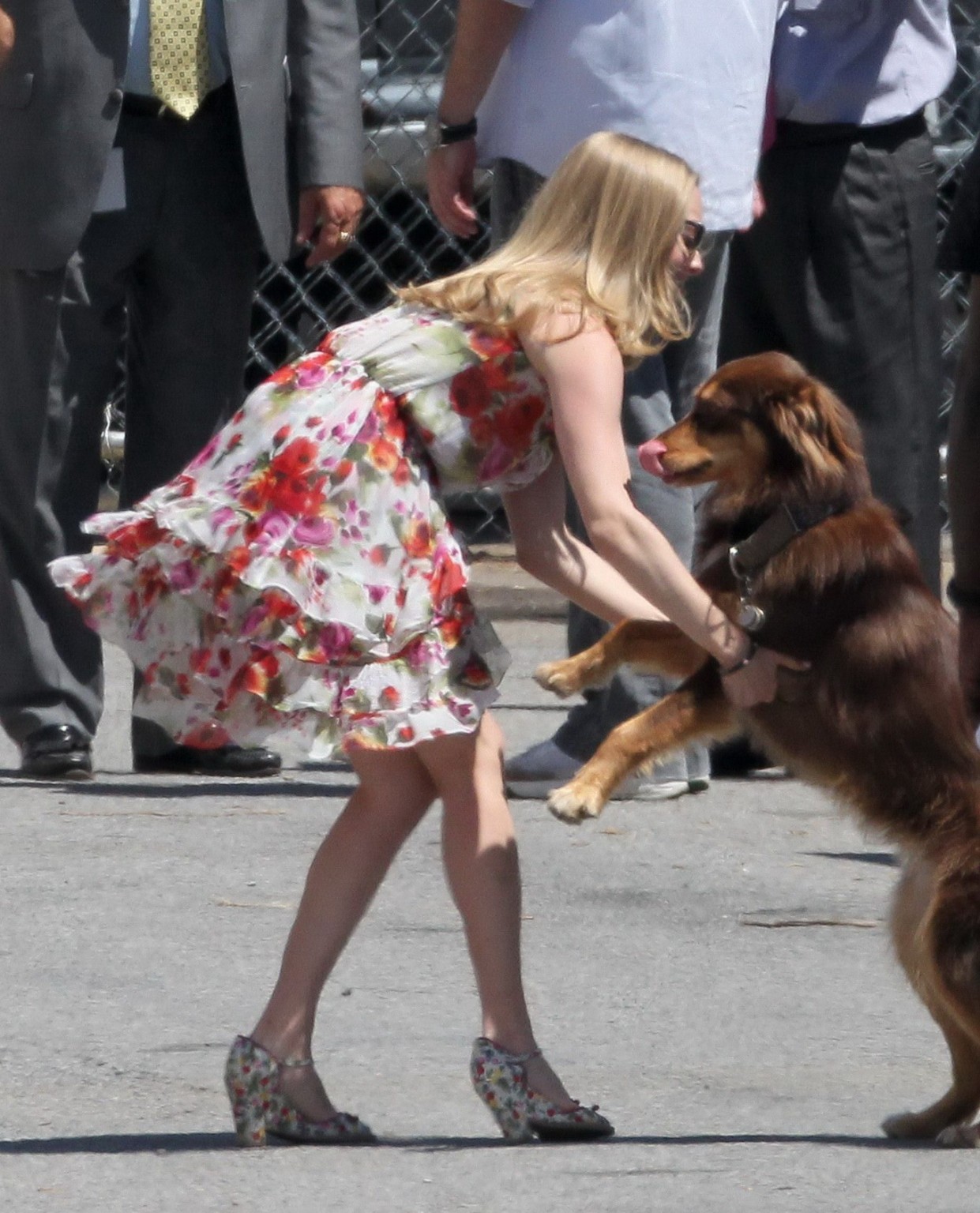Amanda Seyfried humped by her dog on the set of 'The Wedding #75294181