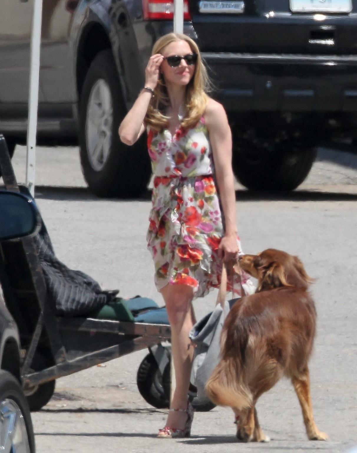 Amanda seyfried baisée par son chien sur le plateau de 'The Wedding'. #75294206