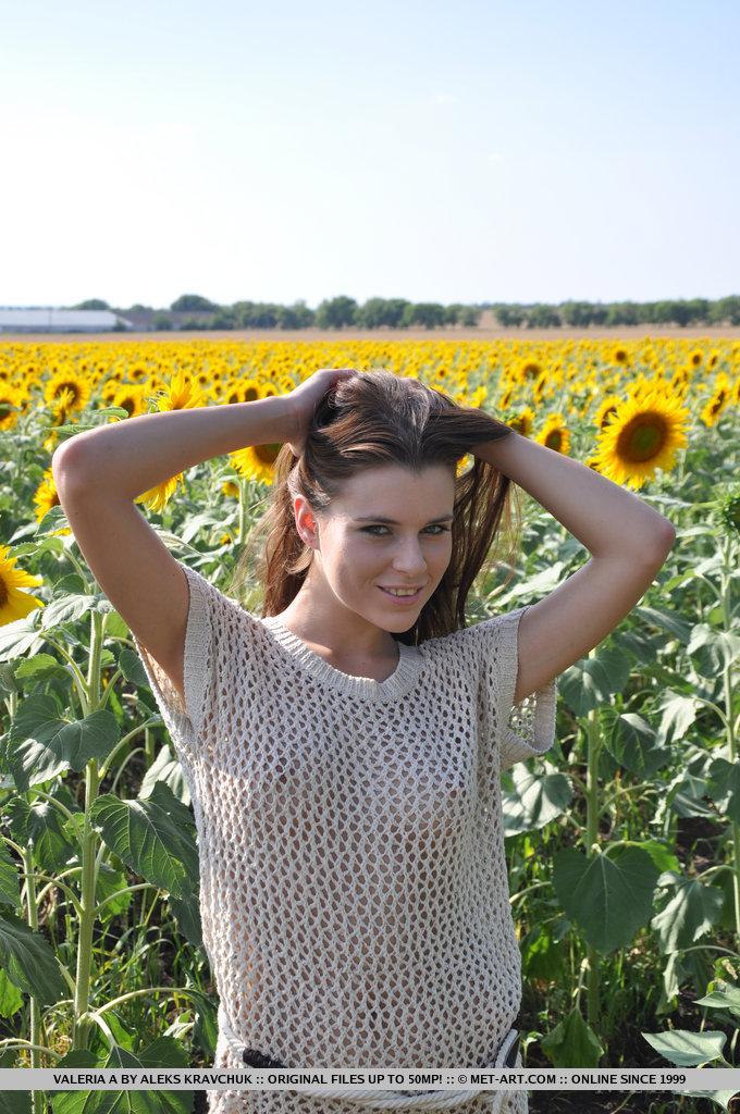18-jährige valeria flaunts ihre jugendliche Schönheit und frische Vermögenswerte inmitten eines Sonnenblumenfeldes.
 #60126095